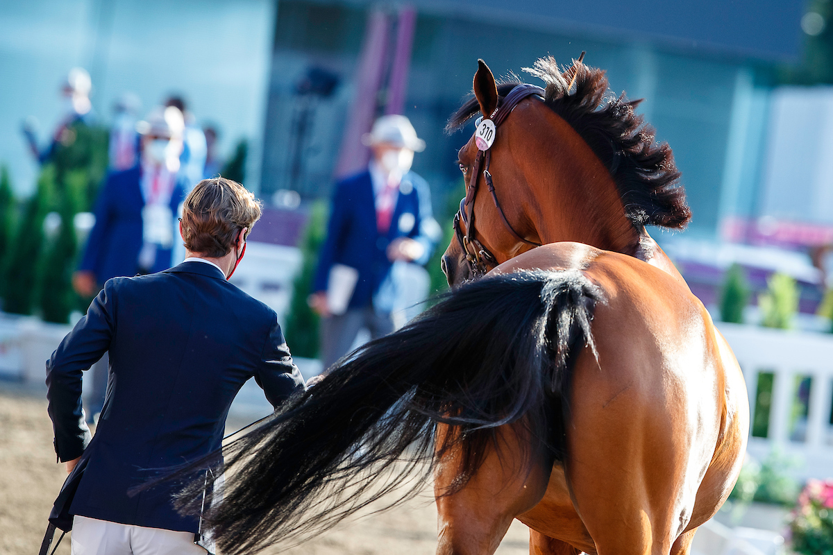 In Beeld: Alle Belgische paarden door de vetcheck in Tokio