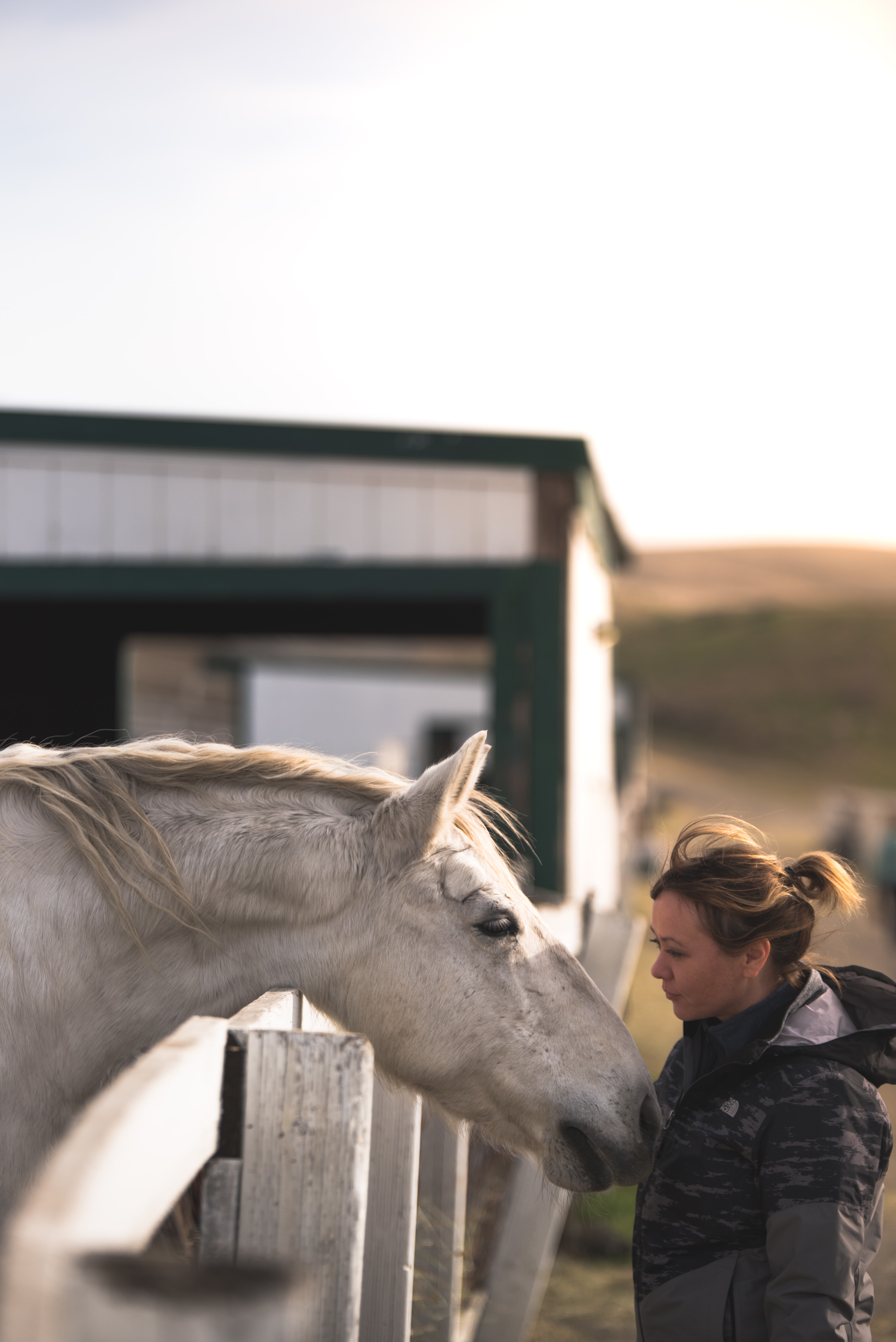 Vijf redenen waarom je elke dag tegen je paard zou moeten praten