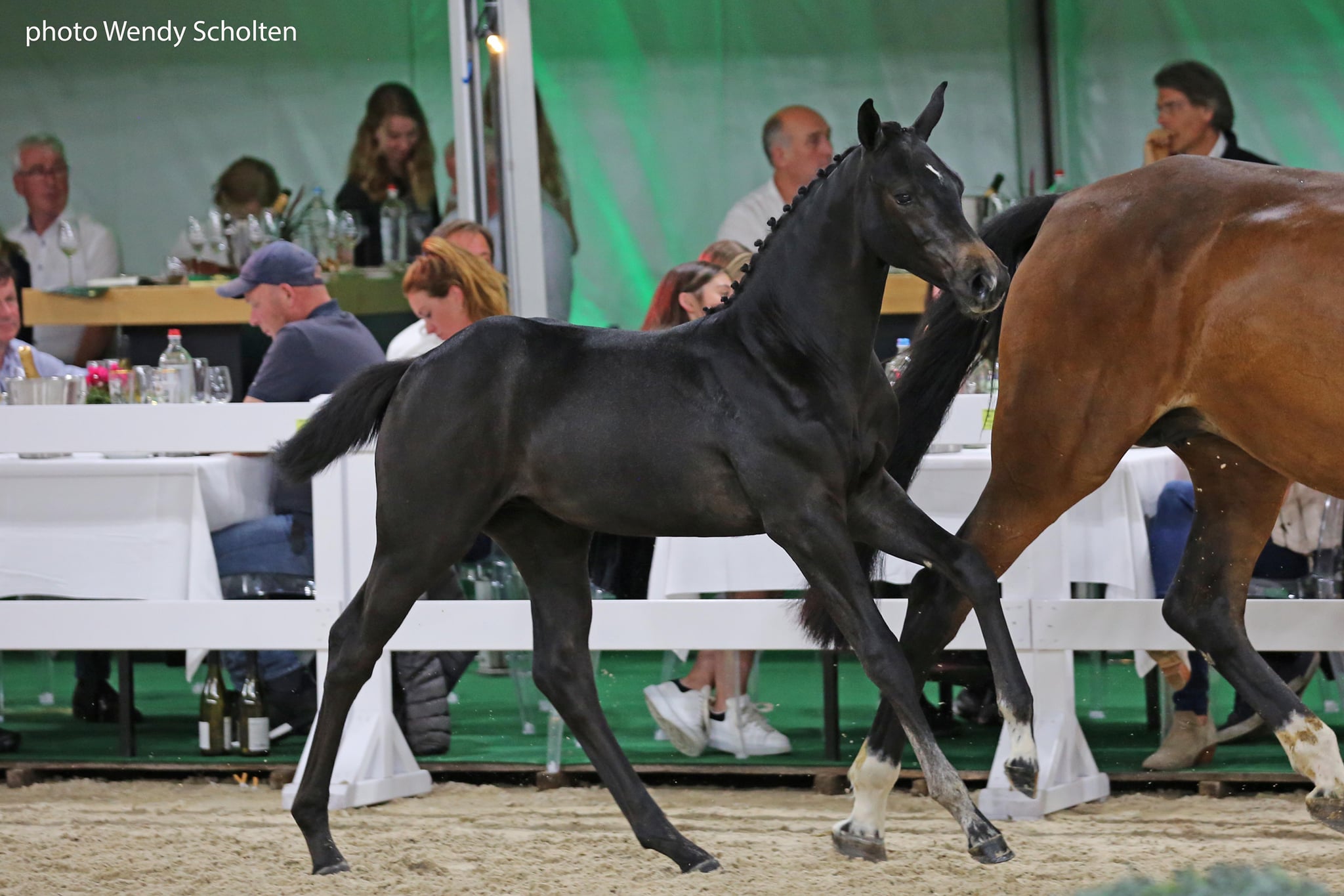 Drie veulens geveild voor 48.000 euro op Flanders Foal Auction
