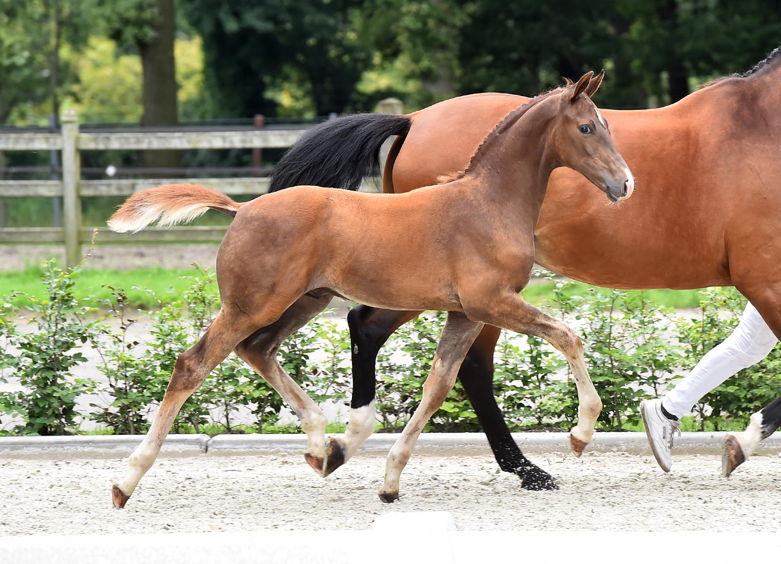 Schockemöhle/Helgstrand International Online Foal Auctions komen eraan