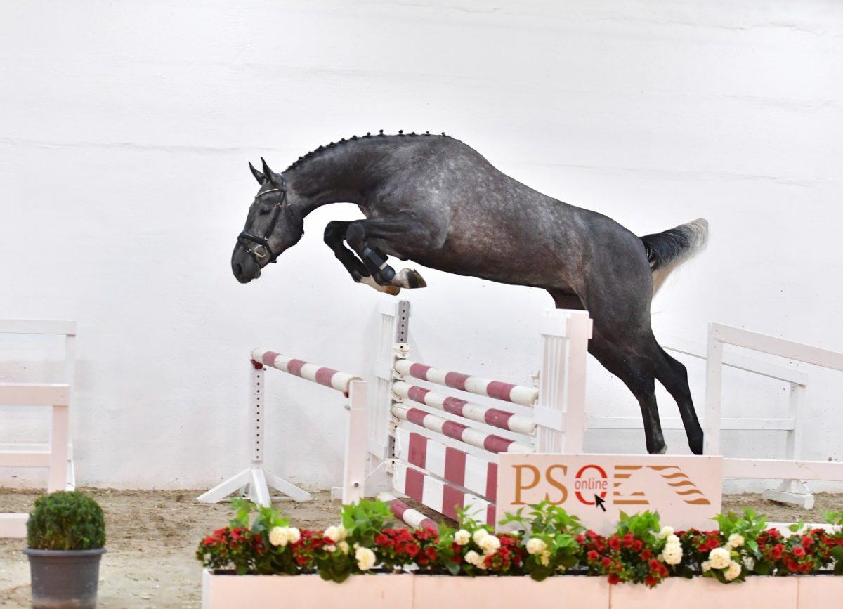 105.000 euro for four-year-old Diacero PS - Equnews International