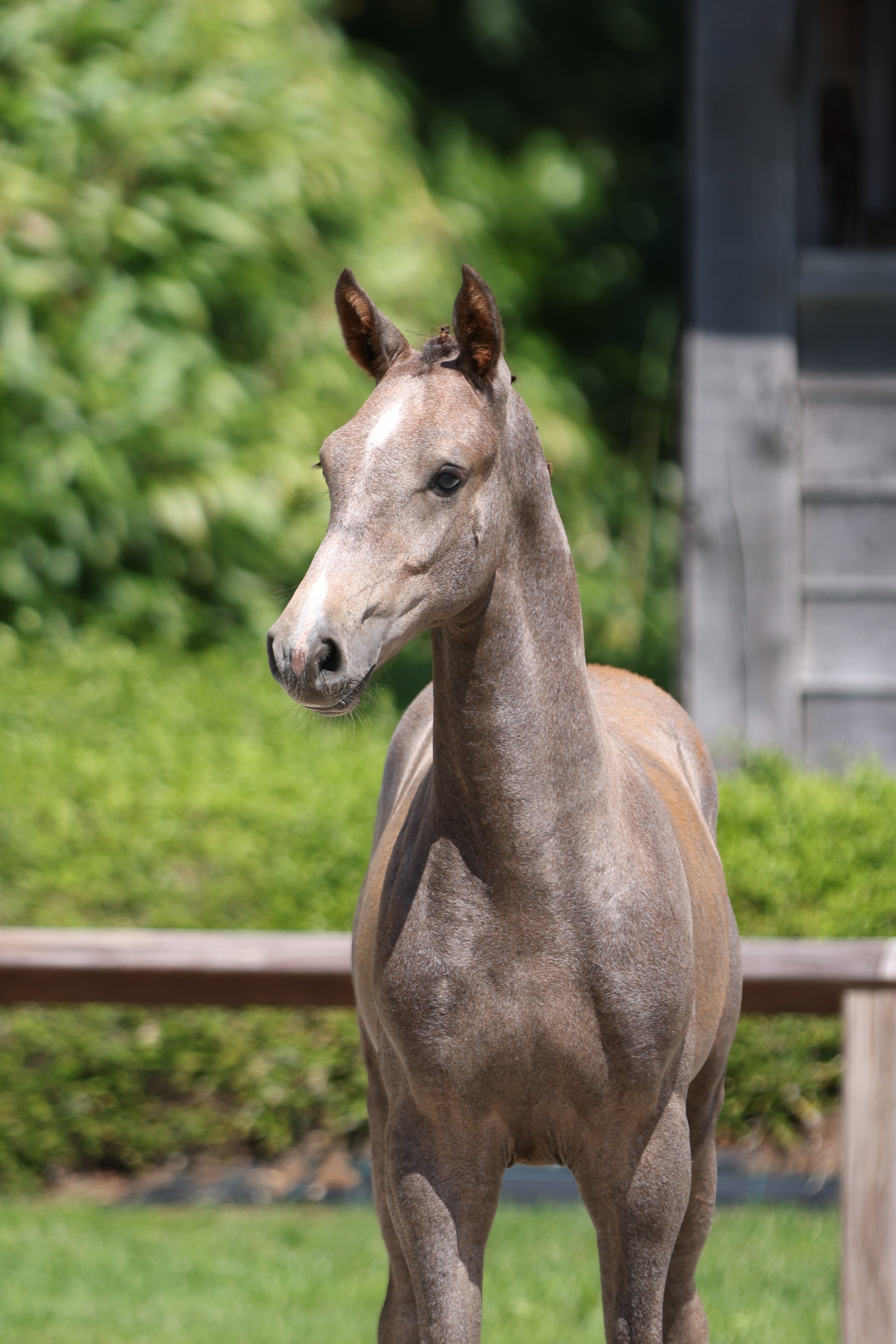 ESI Foal Auction – Europe´s Gateway to exclusive Jumping Foals