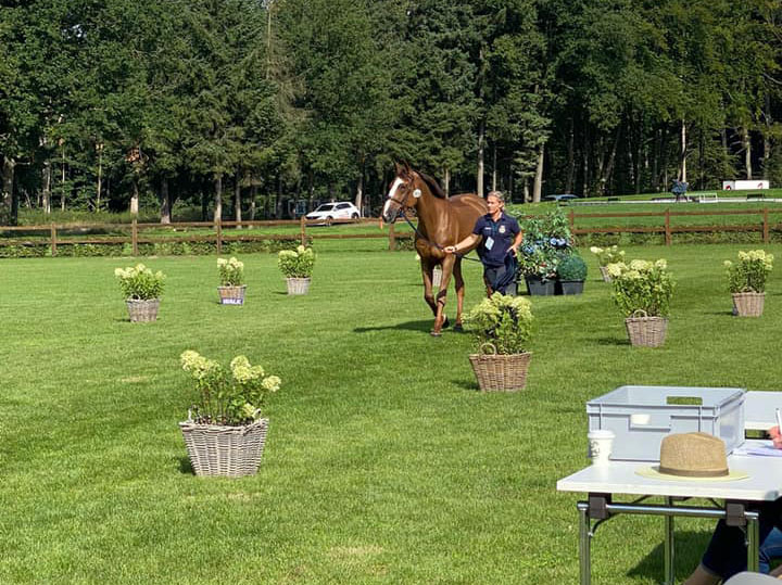Belgische paarden 'fit to compete' voor EK Riesenbeck