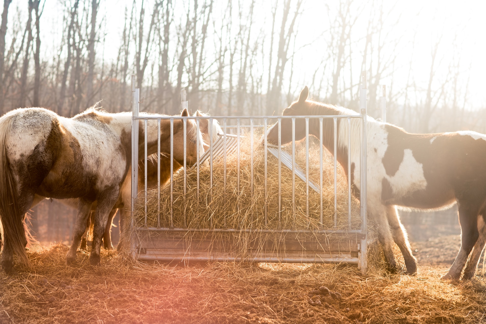 Paard sterft door het eten van te veel appels: "Zo vaak gevraagd om hem niet te voederen"