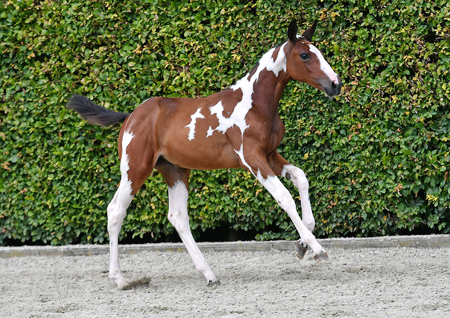 Exceptional bloodlines and opportunities during Equestrian-Auctions