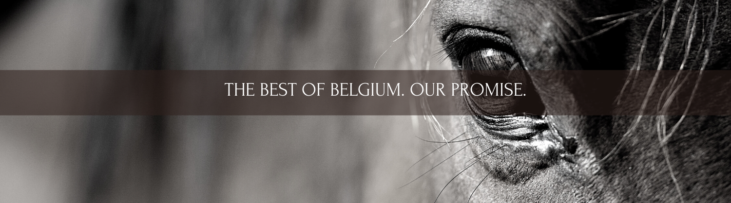 Oproep: Op zoek naar de beste paarden van België voor veiling!