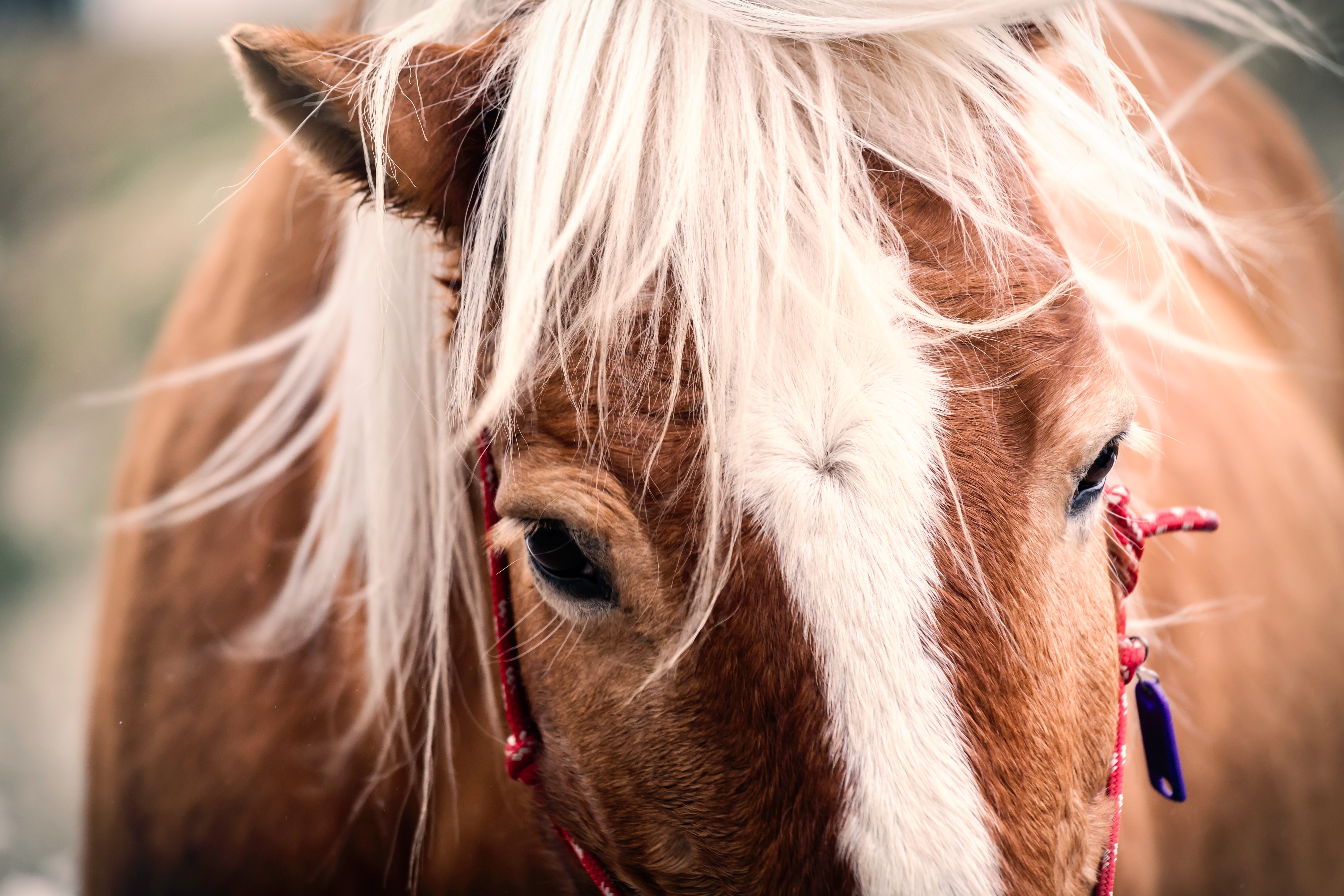 Waarom een pony aanzienlijk bijdraagt tot de ontwikkeling van een kind