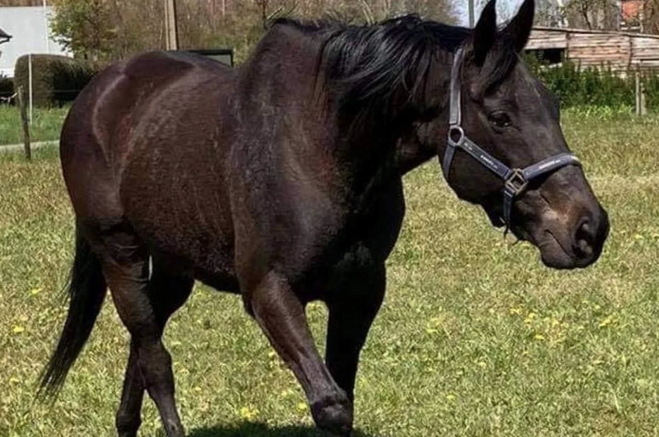 Parket voert onderzoek naar 17-jarige paardendief: “Mijn merrie is gewoon verdwenen”