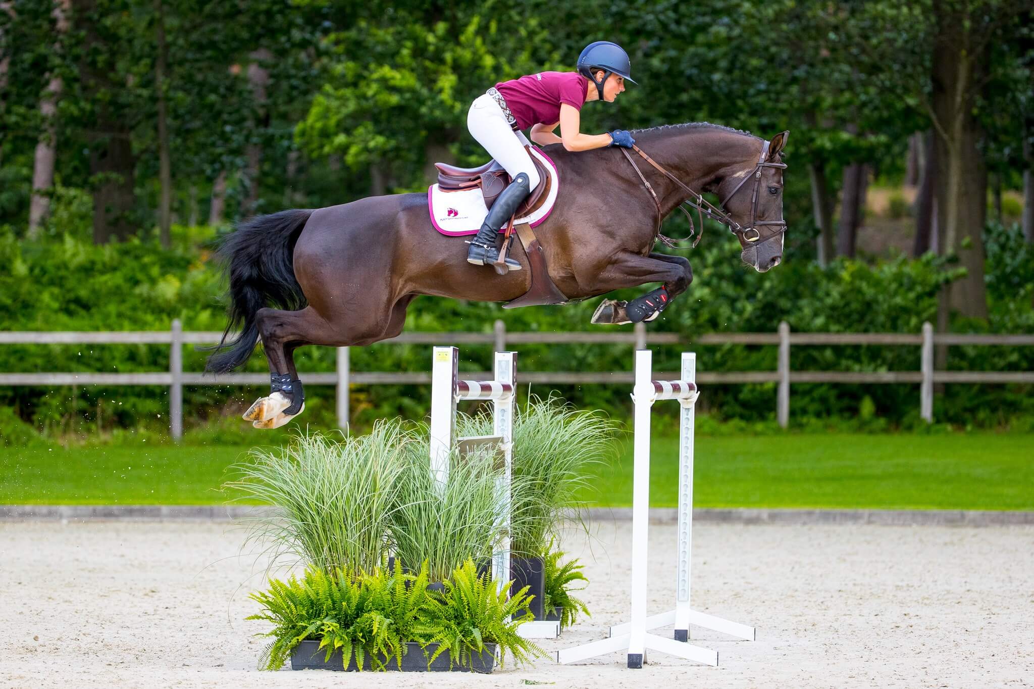 Martin Fuchs buys new jumping talent for 750.000 euros during Dutch Sport Horses Sales