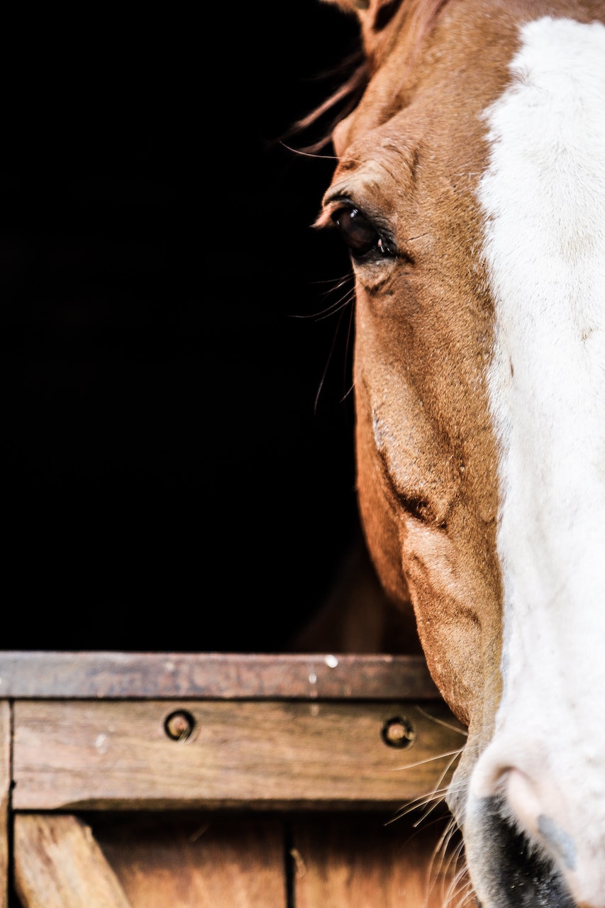 Talking EHV-1: "Idealiter zijn 70 tot 80 procent van de paarden gevaccineerd"