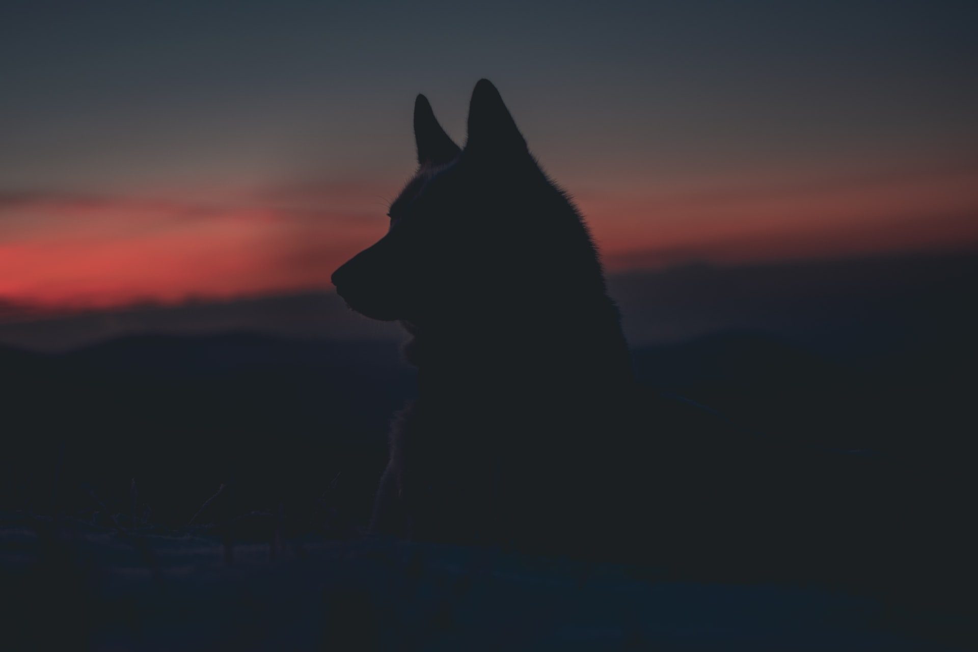 Wolvenupdate: eén van de wolven is vermist, misschien zelfs vergiftigd