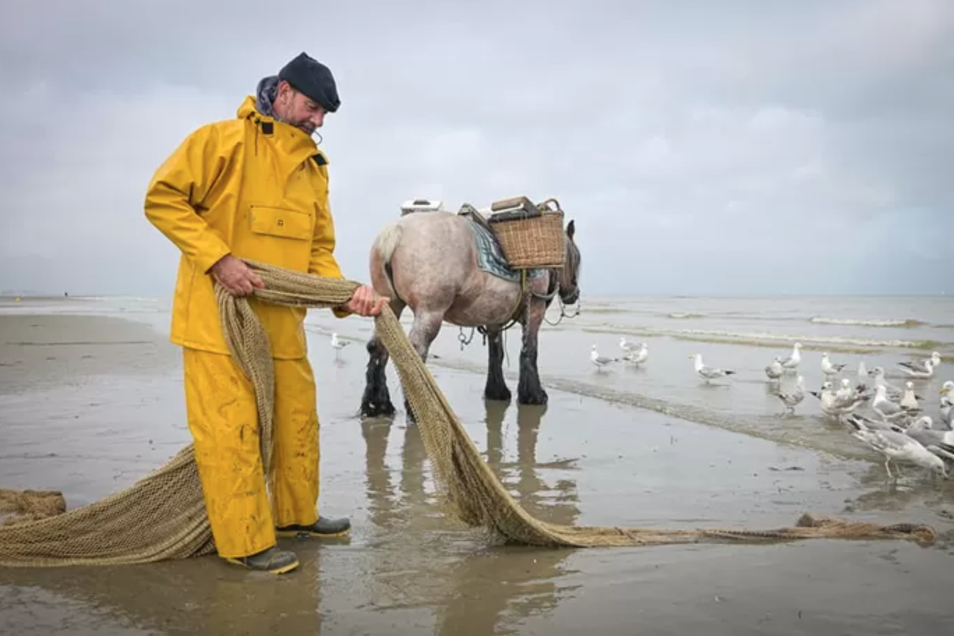 Bekende paardenvisser Johan Vanmassenhove wordt onwel en sterft op paard: “Kon hij kiezen, zou dit wellicht zijn mooiste dood zijn”