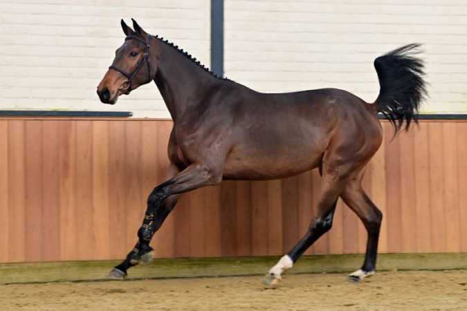 HorseDeals verkoopt Neceline voor 40.000 euro tijdens November Deals
