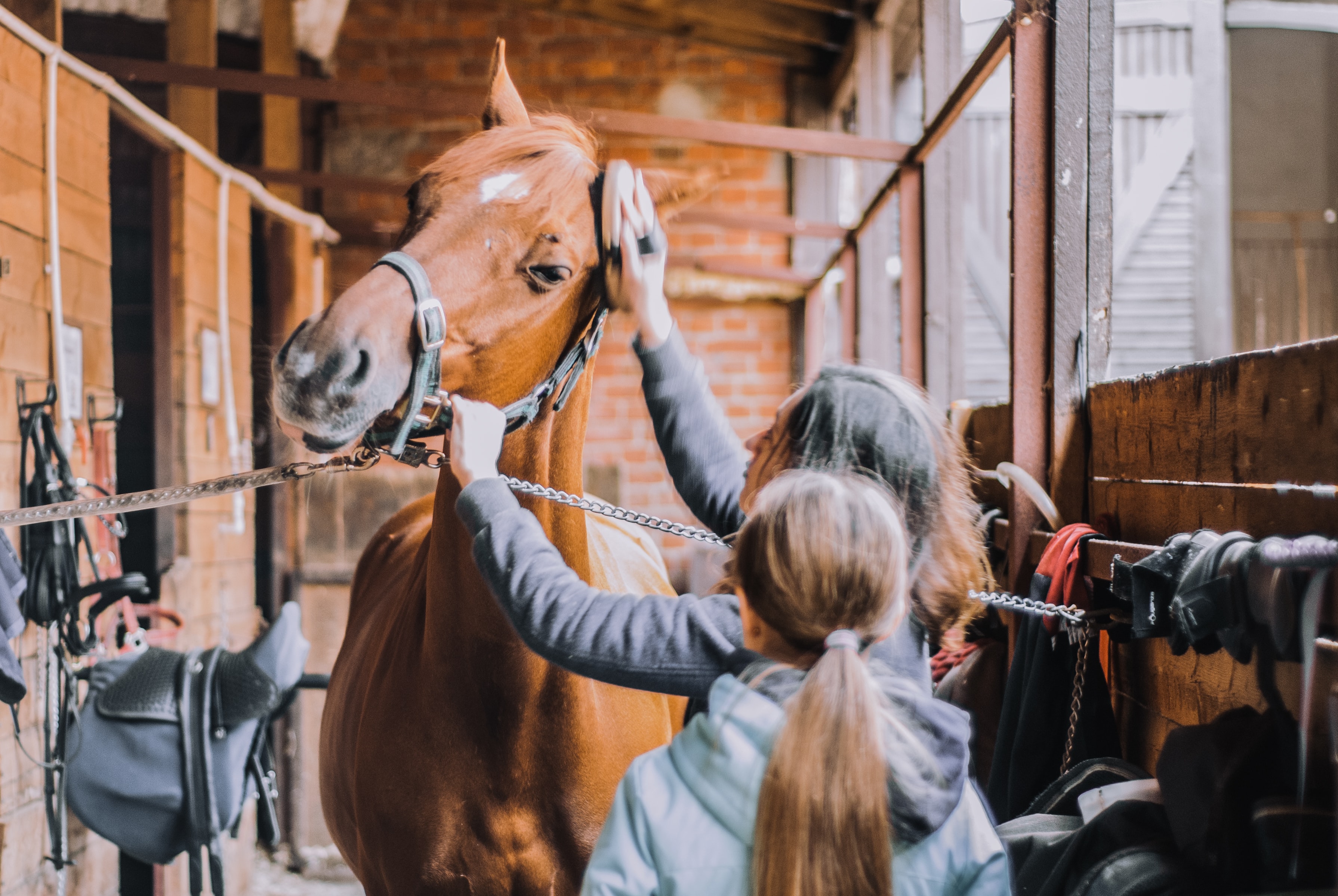 5 goede voornemens voor paardenliefhebbers