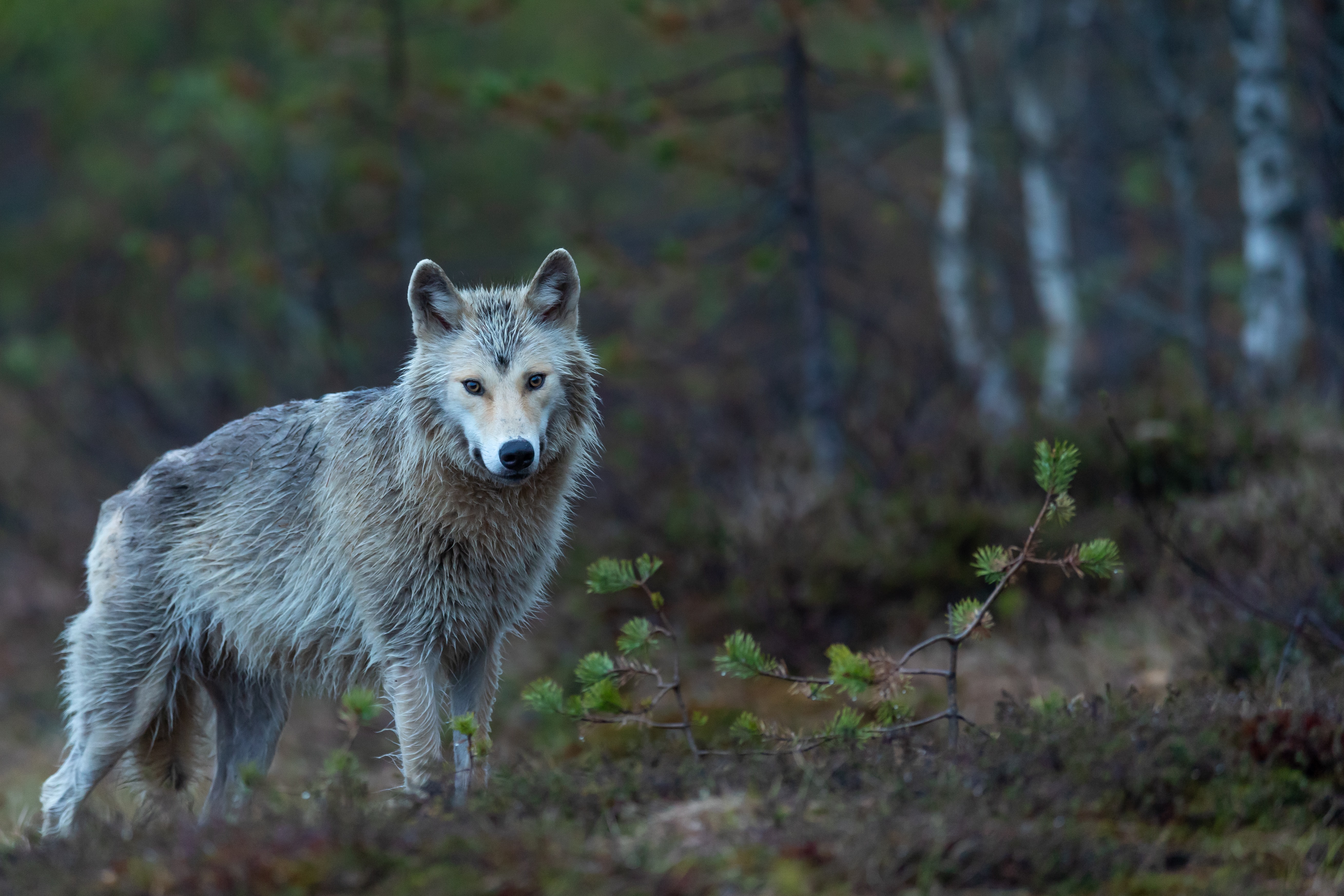 Wolf gespot in omgeving Essen na nachtje jagen in Nederland