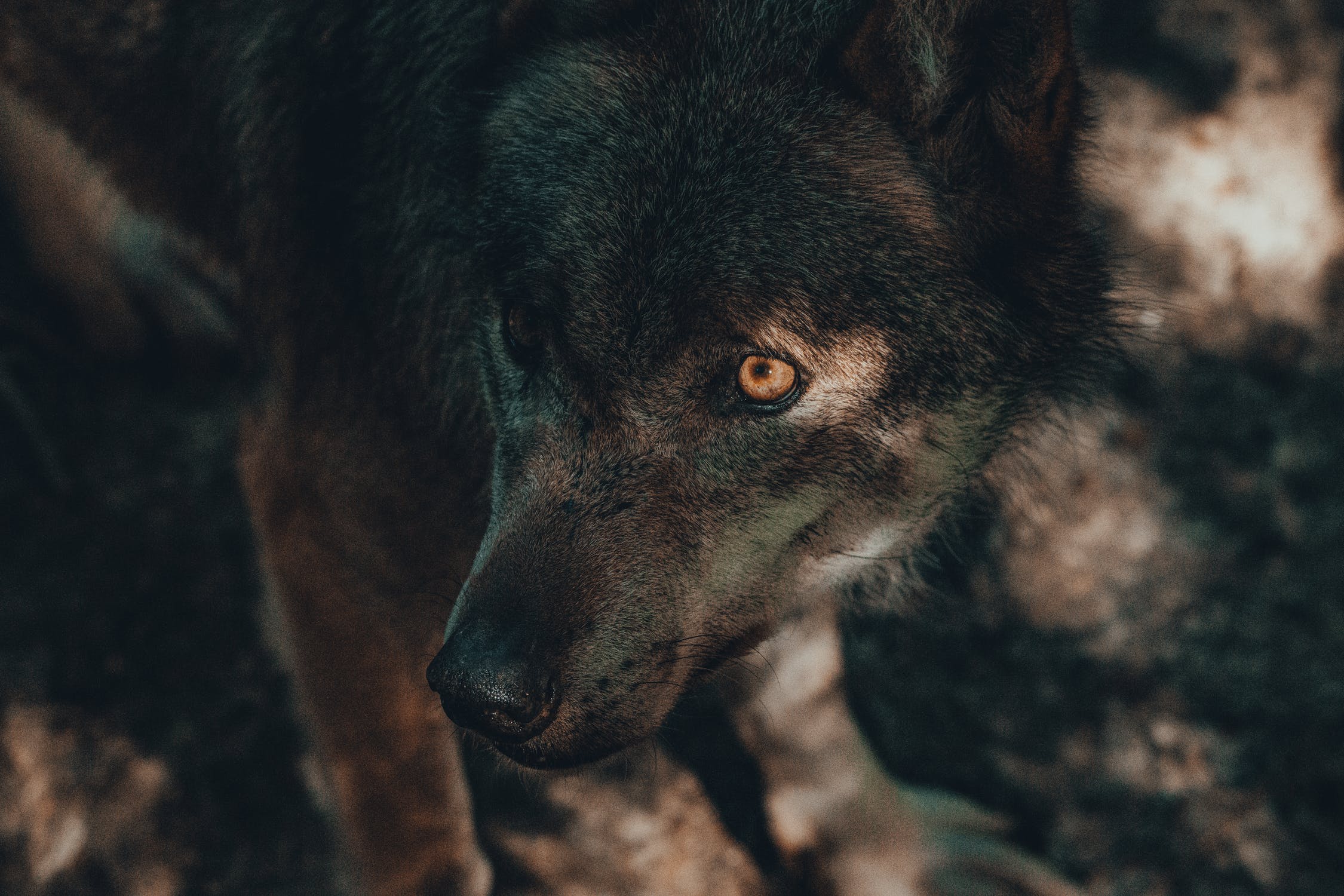 Effecten afrasteren vee als bescherming tegen wolf onderzocht