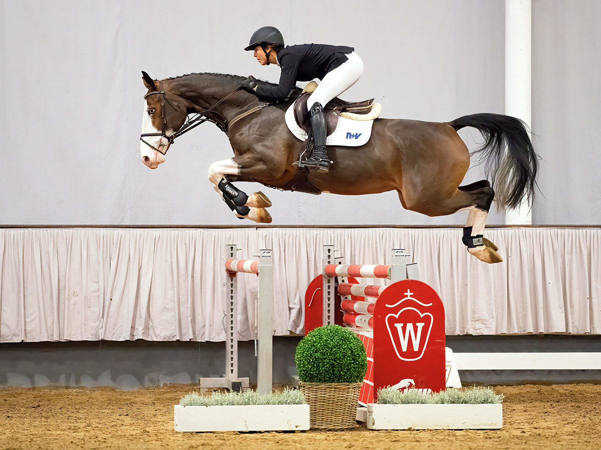 Riding pony Goldrichtig P achieves sensational price of 125,000 Euros at the Westphalian auction