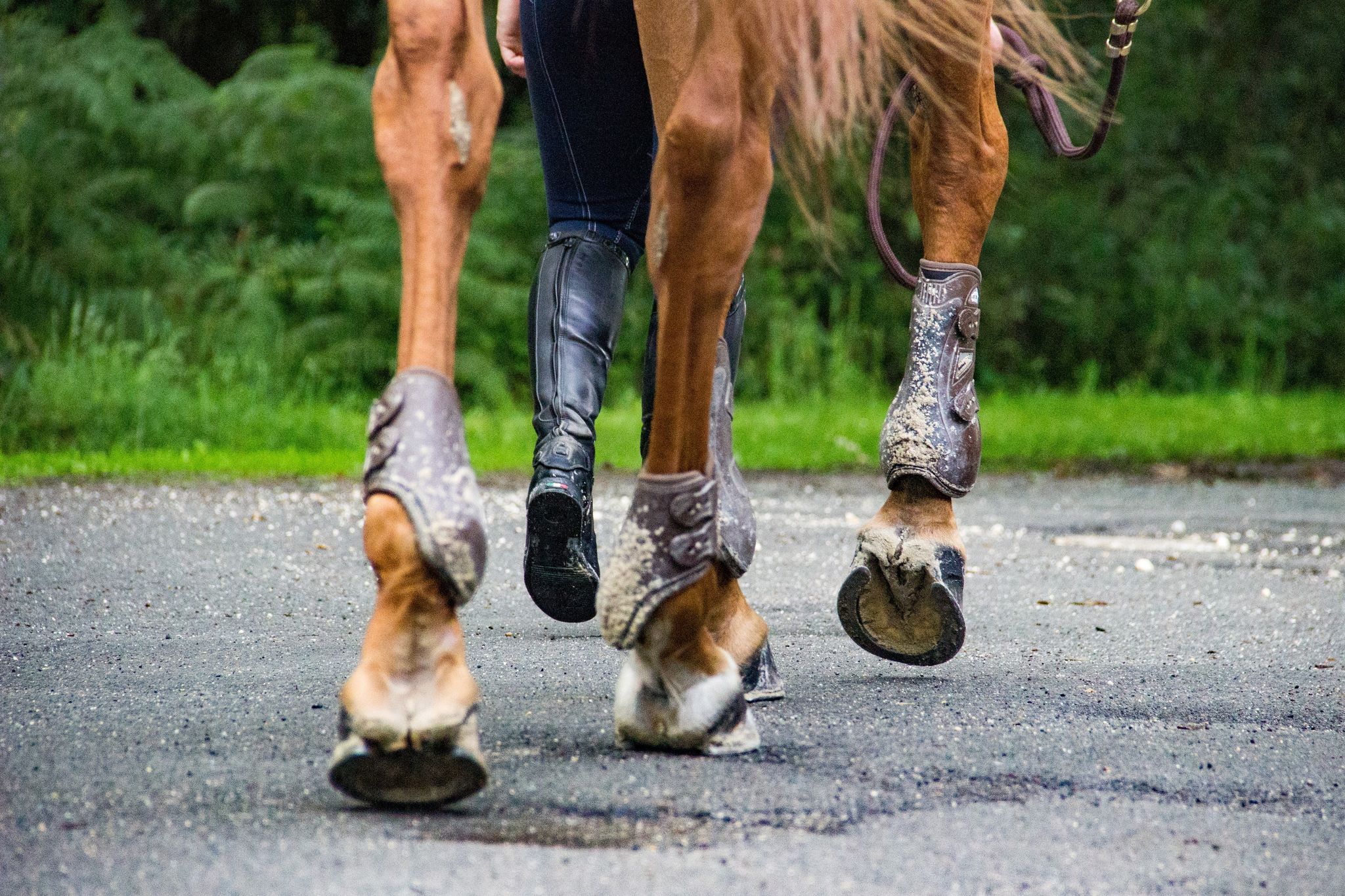 De optimale beenverzorging voor jouw paard: enkele tips