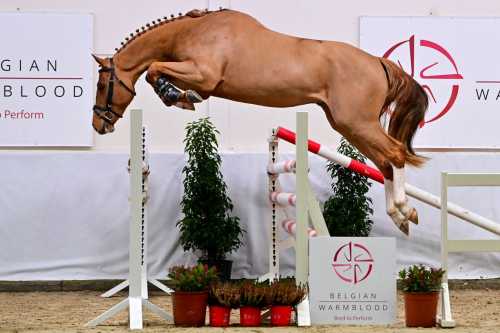 BWP Stallion Auction: Try Me-K Van Kattenheye sold for 140.000 euro