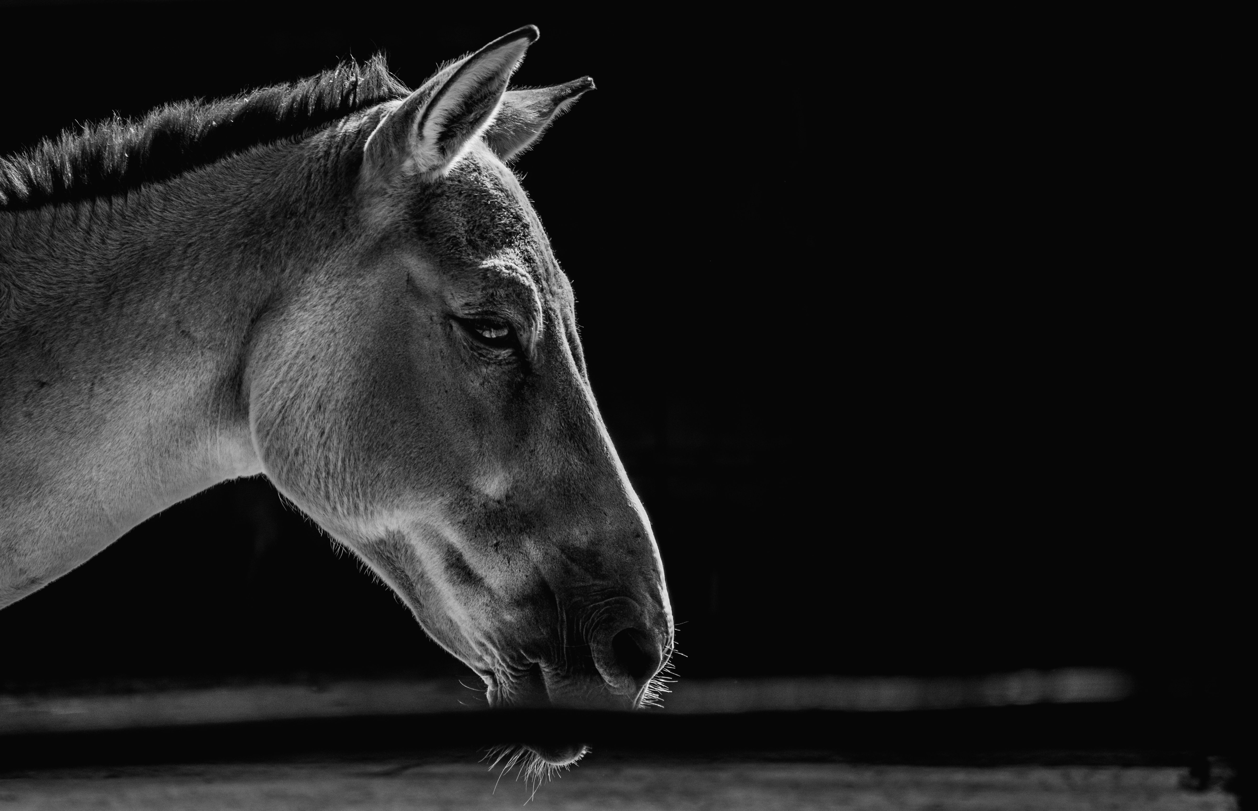 Opnieuw een sterftegeval door vuurwerk: paard bezweken aan hartstilstand van het schrikken