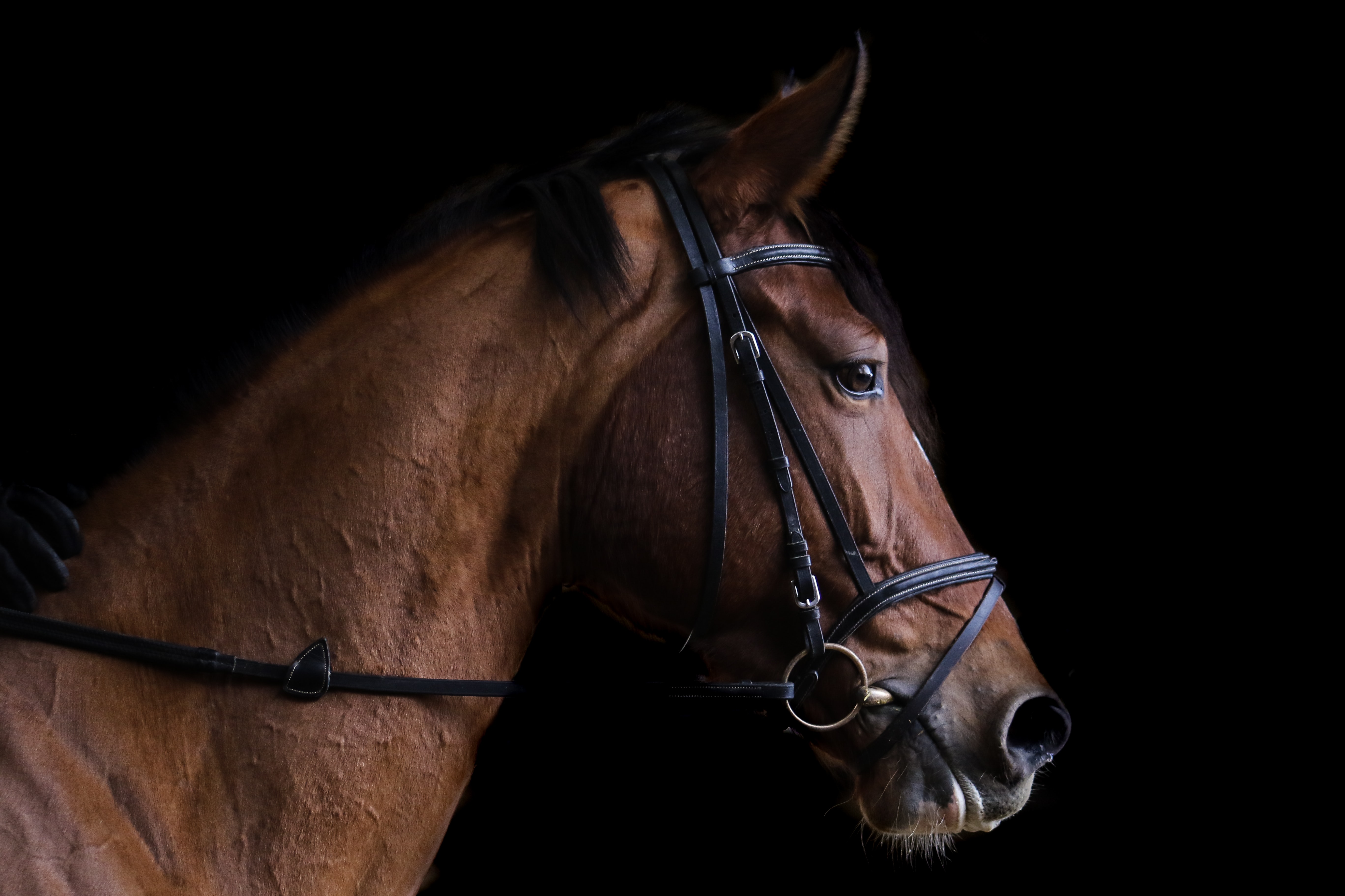 SOS mijn paard schudt vaak zijn hoofd: gedragsprobleem of is er meer aan de hand?