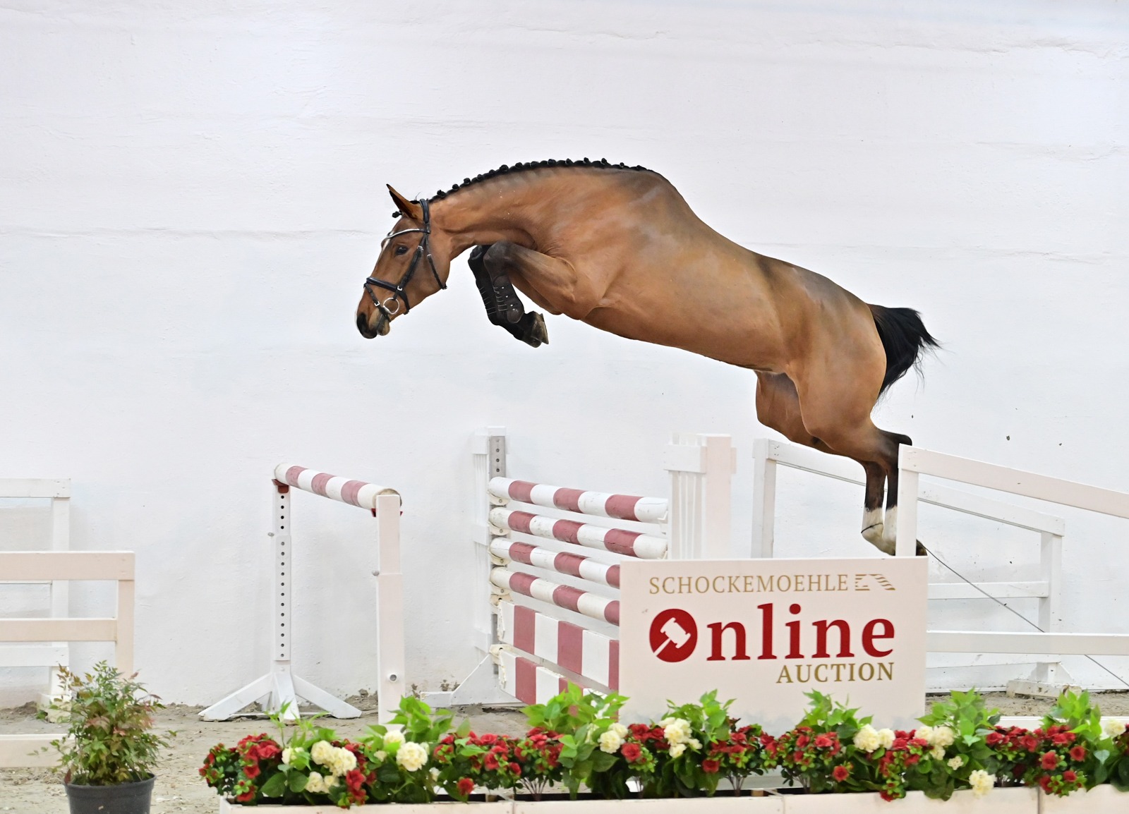 180.000 euro for four-year-old Chacgrandina PS - Equnews International