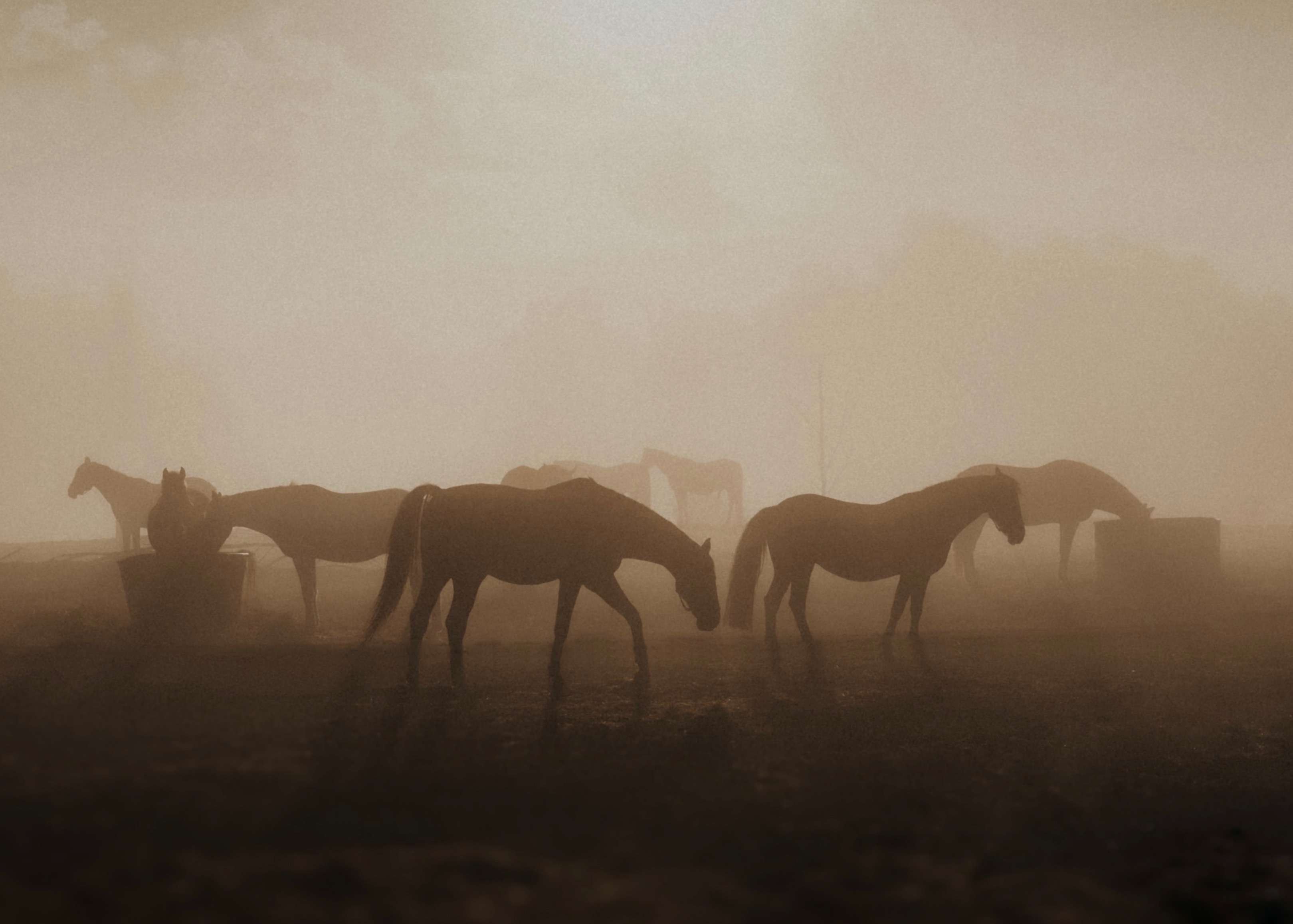 Steunactie: help de Oekraïense paarden te overleven en steun de Oekraïense paardensport federatie