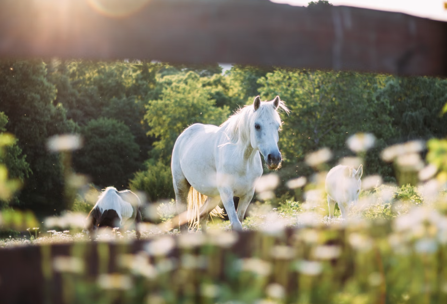 5 manieren om je paard te beschermen tegen de zon