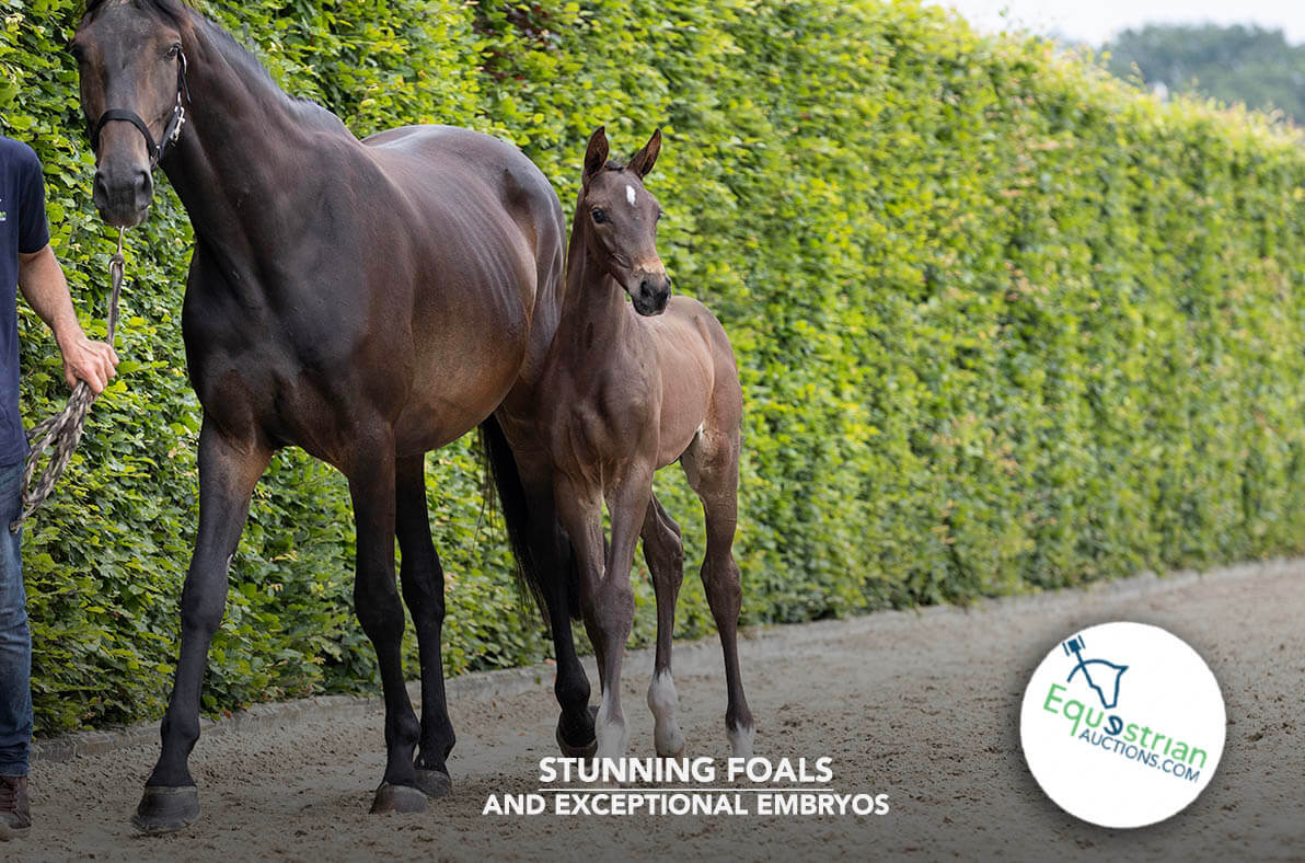 Stunning foals, exceptional embryos ... and a reduction on auction fees, now is the chance!