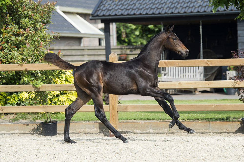 Exquisitely bred jumper foals for sport and breeding