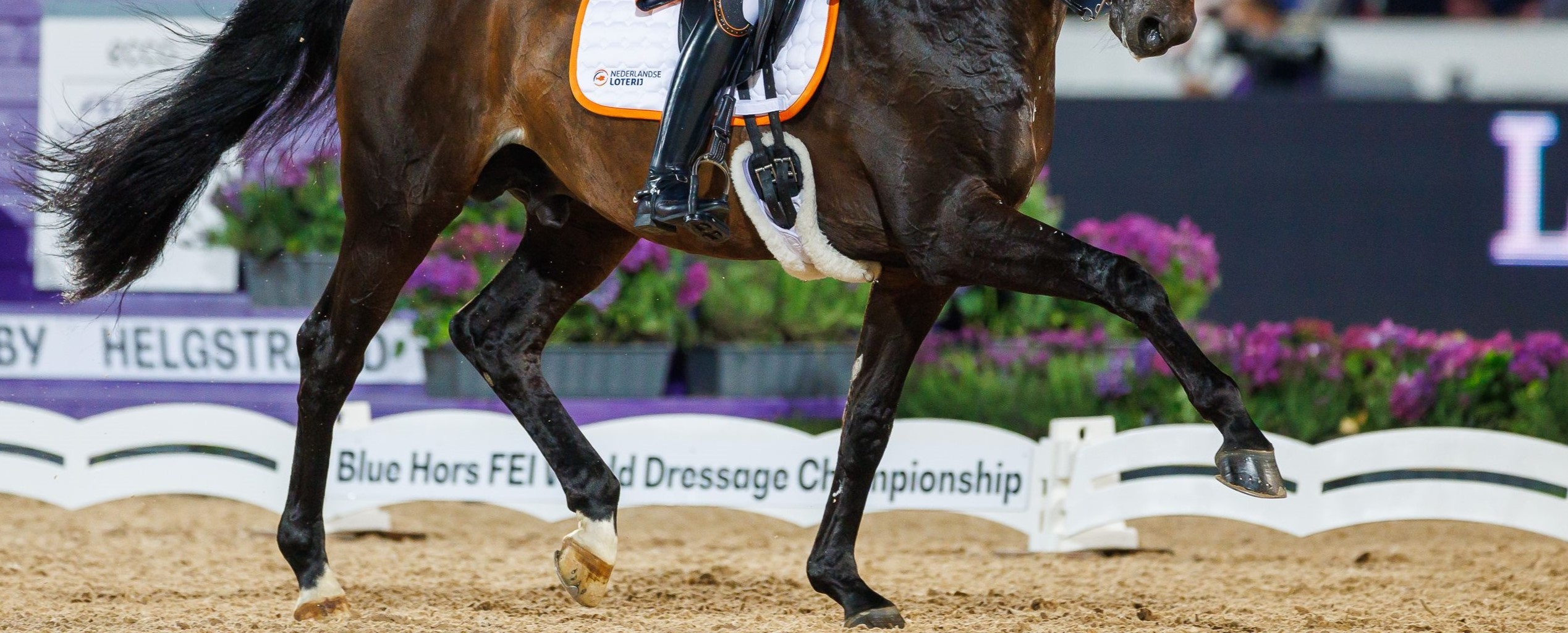 Wereldkampioenschappen jonge dressuurpaarden in de startblokken