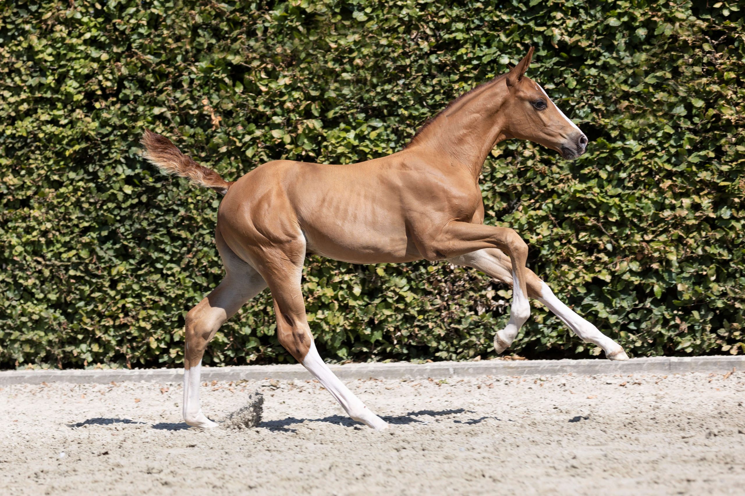 43.000 euro for Chacco-Blue foal at Equbreeding.Auction