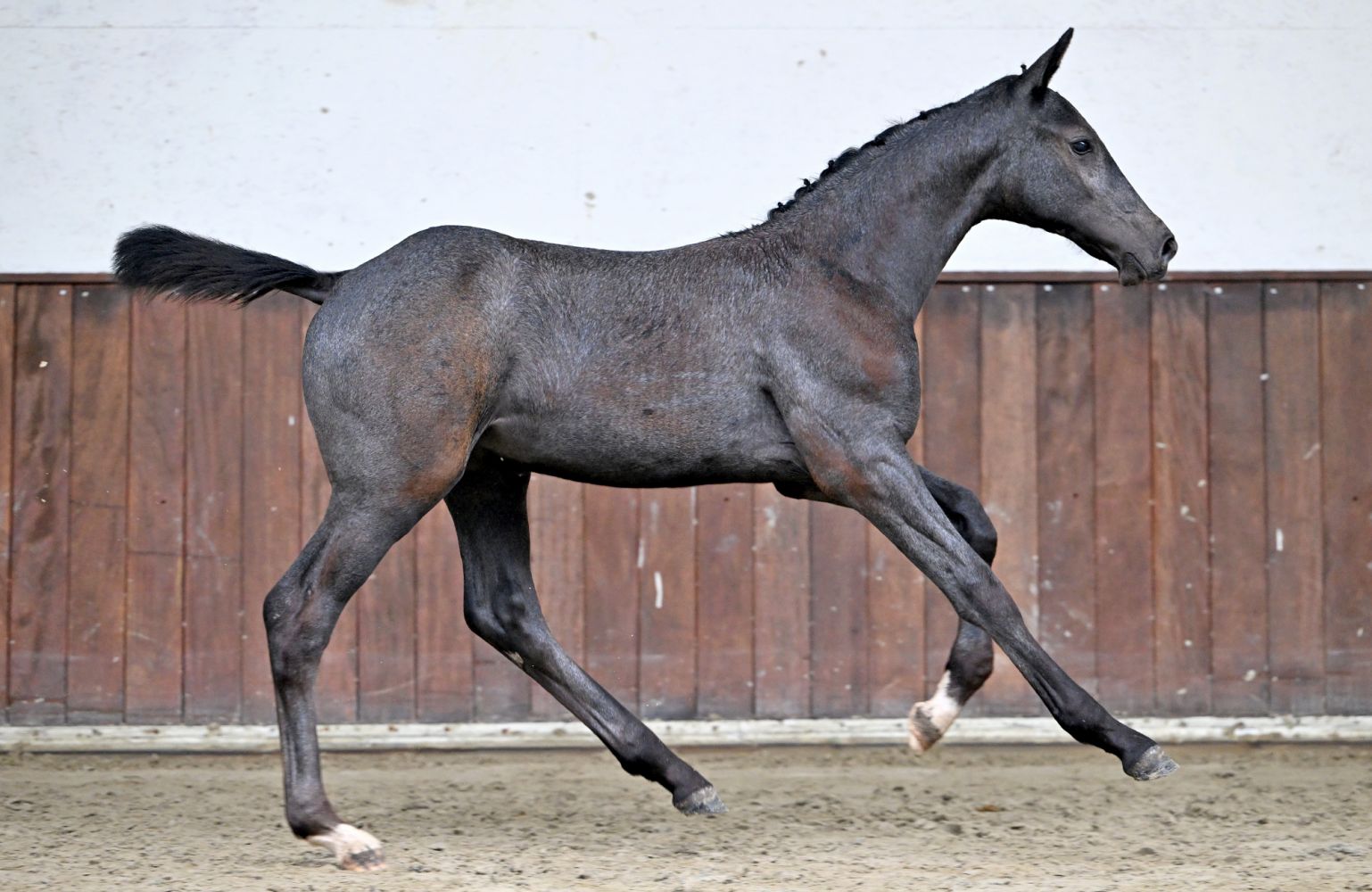Horse Select Auction “koop het sportpaard van de toekomst”