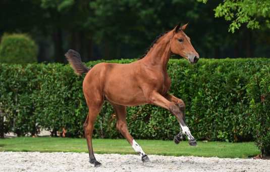 Spy Coast Farm invest 300.000 euro in foal, Emmerby vd Berghoeve Z