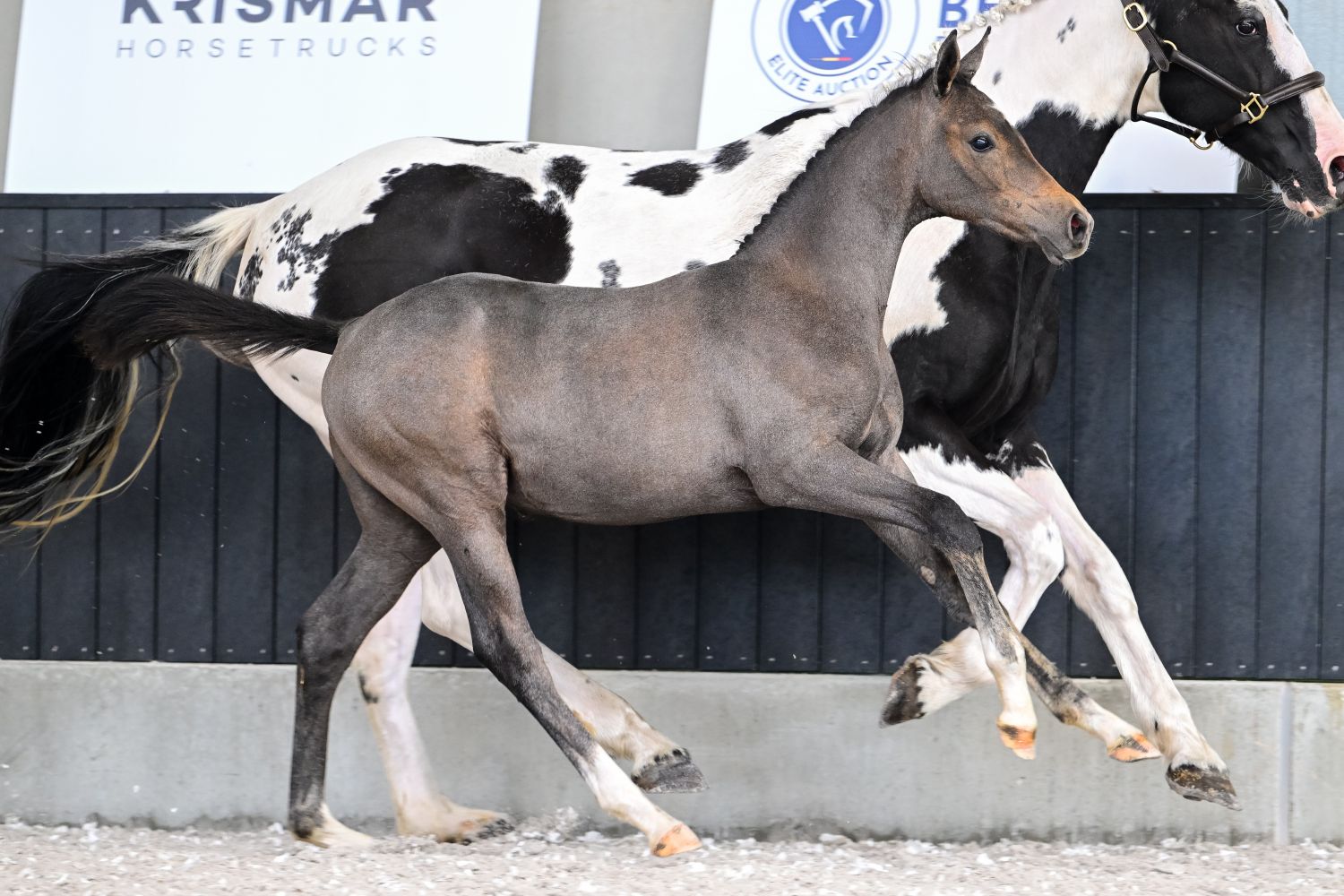 "Vaak is de indirecte familie van top springpaarden interessanter ... " Belgian Elite Auction klaar voor (uw) succes!
