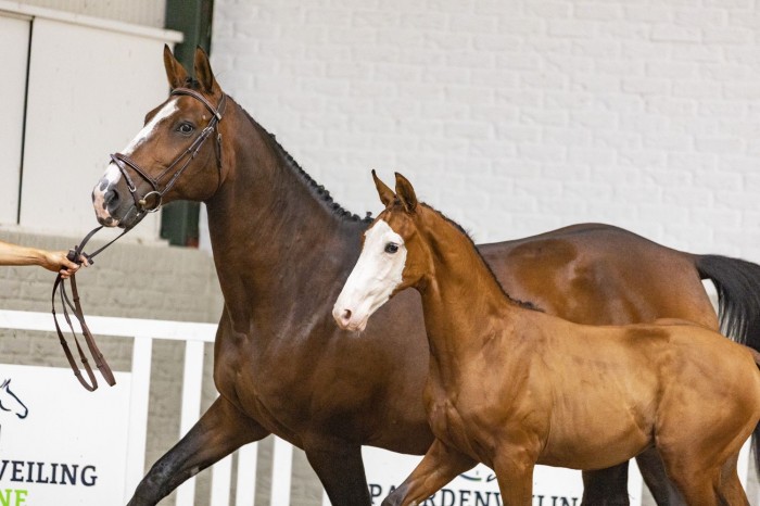 Toekomstperspectief aangehouden voor Nederlandse sport bij Paardenveilingonline
