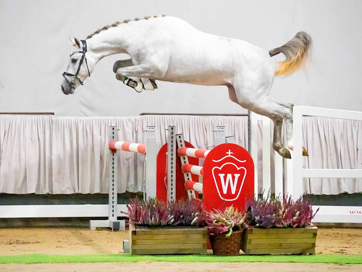 Westfaalse springpaarden en fokmerries in trek bij Westphalian online auction