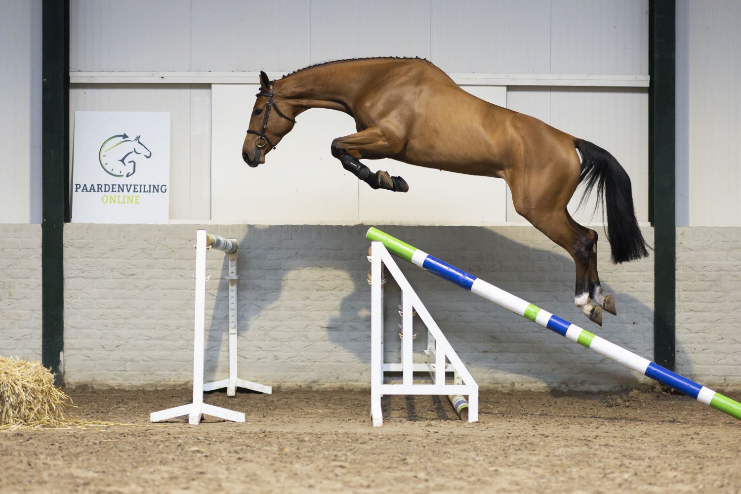 30.000 euro voor veilingtopper Paardenveilingen online