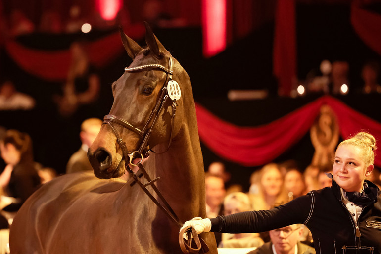 4.000.000 euro voor een zesjarige springmerrie: "Extreem goede paarden zijn schaars, punt"