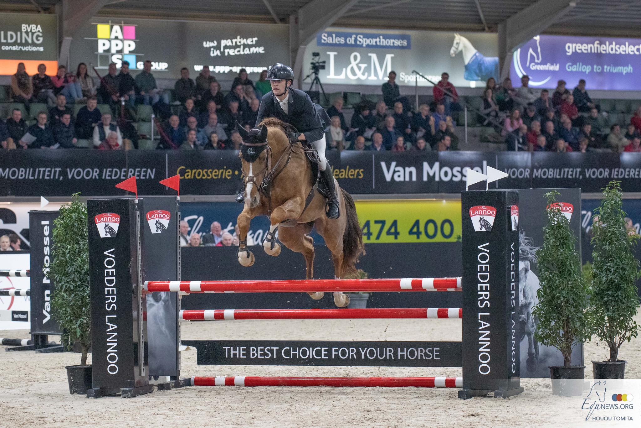 193 hengsten aan start derde manche Belgian Stallion Competition