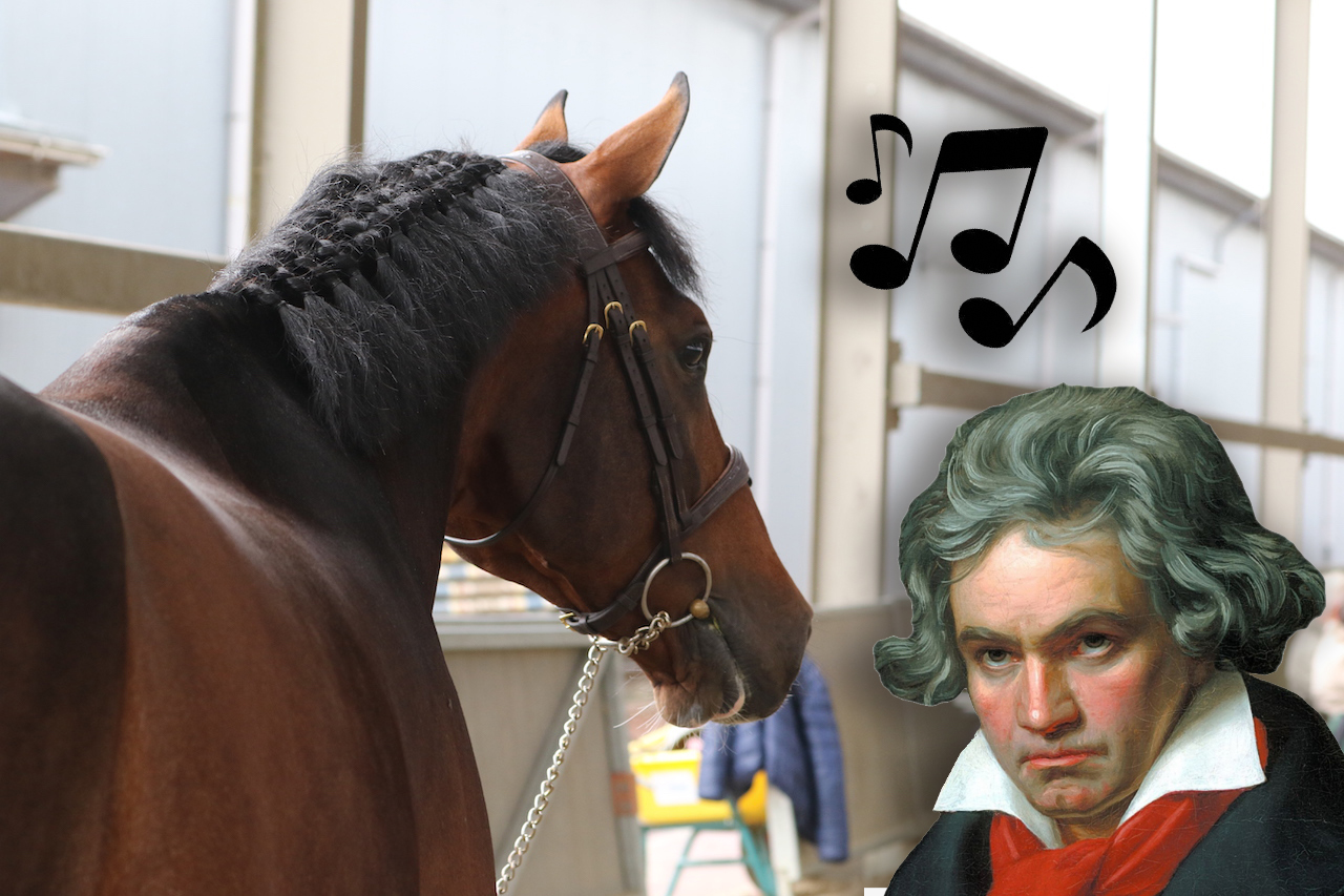 Studie toont aan dat klassieke muziek stress reduceert bij paarden
