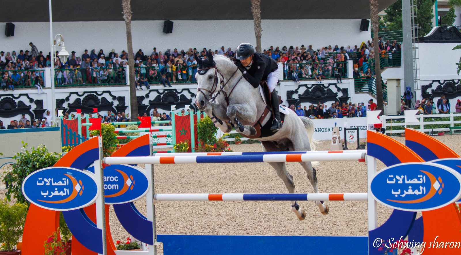 Top stallion El Torreo de Muze died unexpectedly