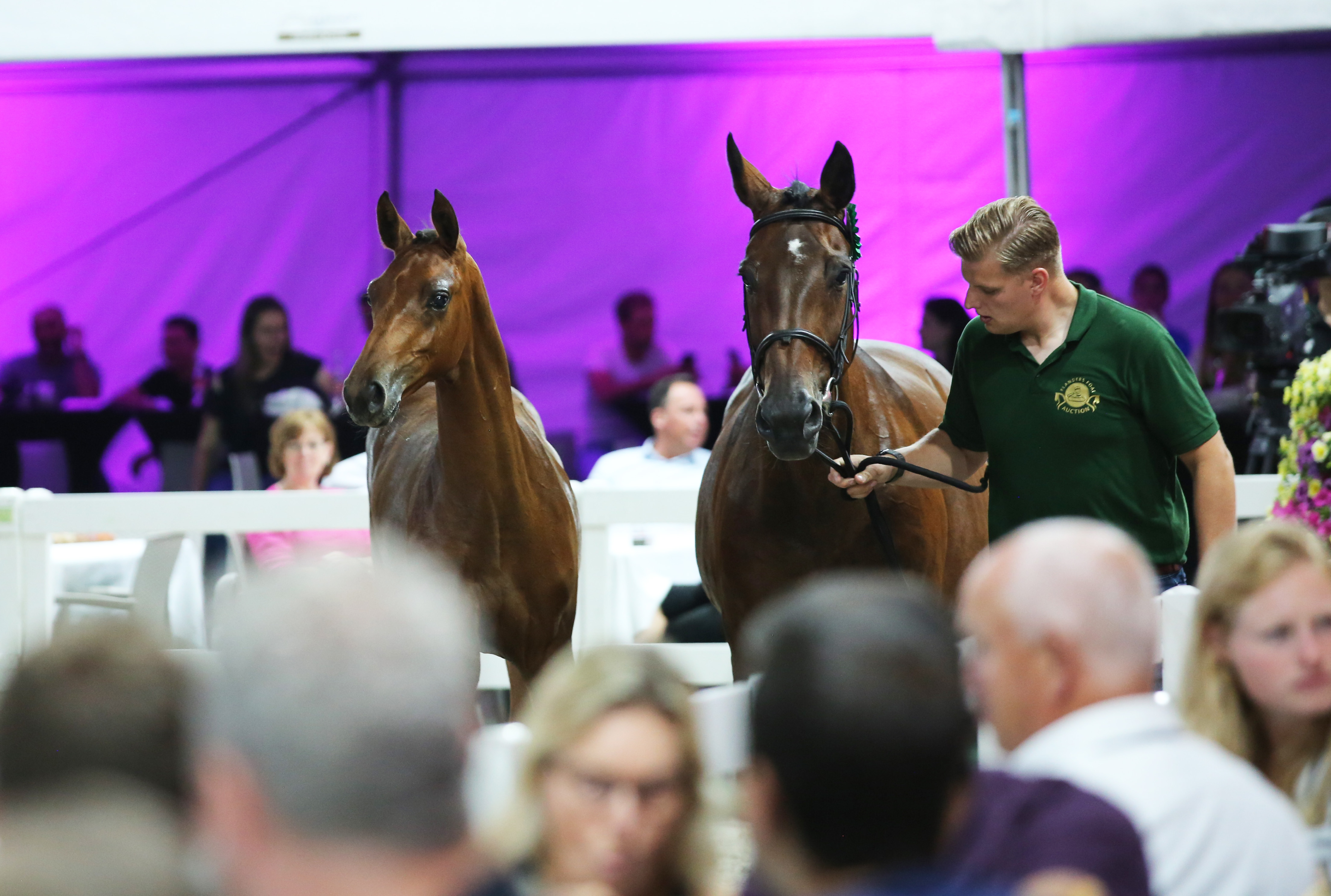 Flanders Foal Auction blickt auf einen erfolgreichen Erstverkauf zurück