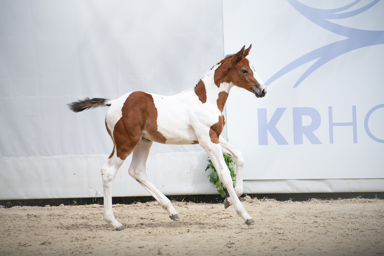 KR AUCTION, A BREEDING GREATNESS AUCTION from July 22nd till 24 on Equinia Auction!