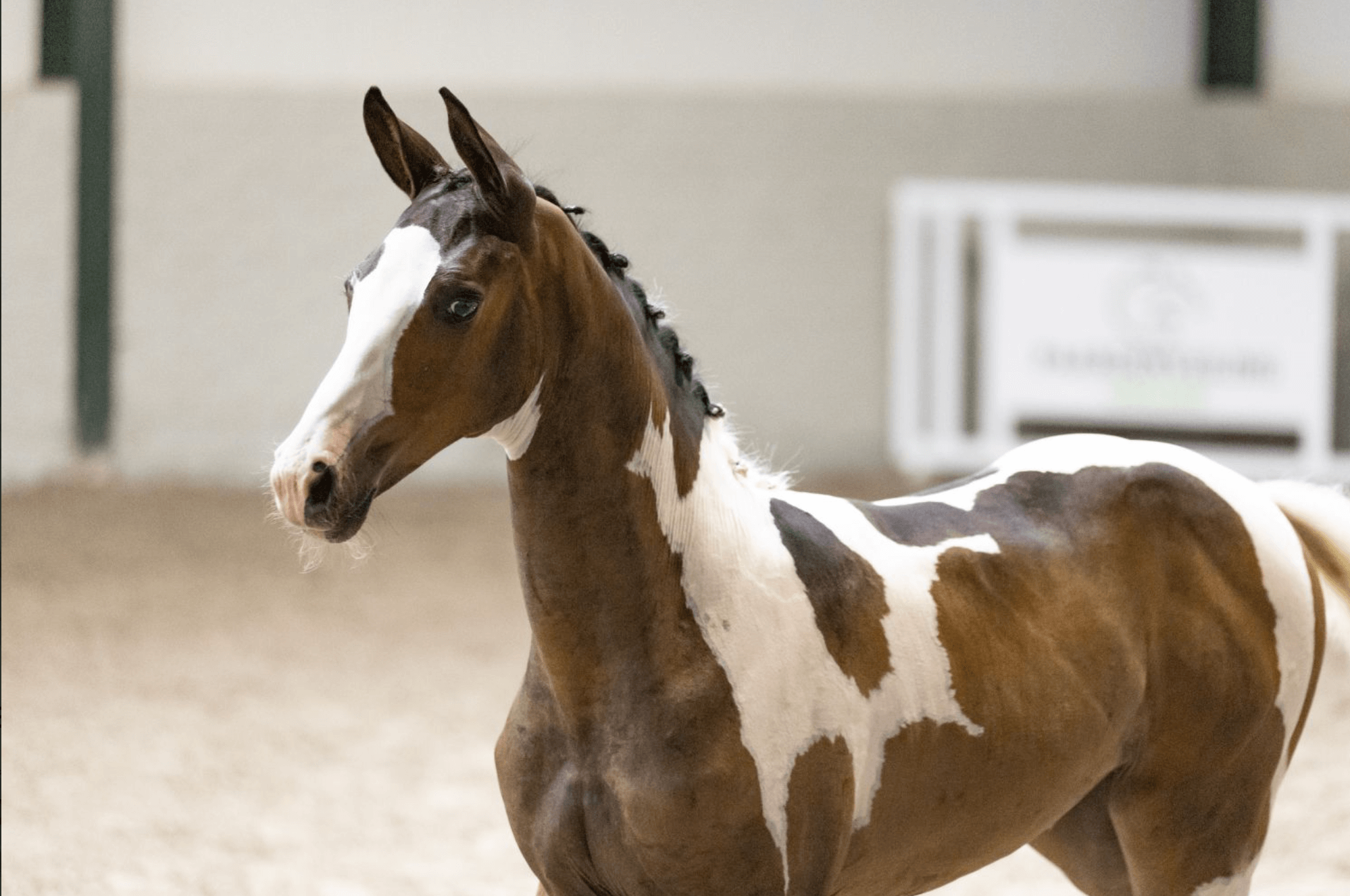 The best genes and unique colors in the auction of Paardenveilingonline