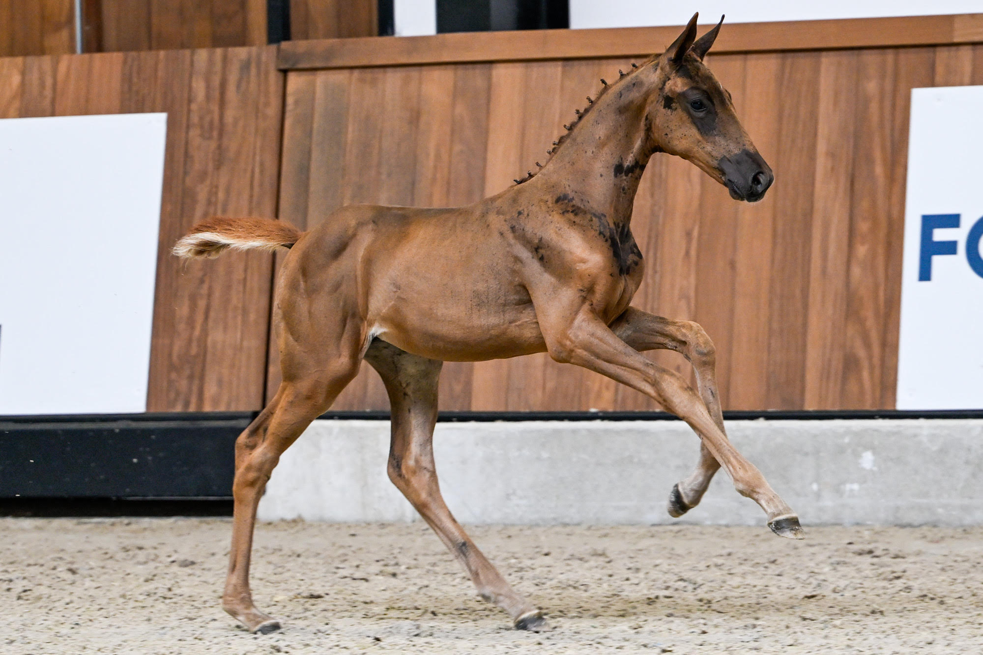 36.000 euro voor Chacco’s Take Off Z tijdens Foal Auction 111
