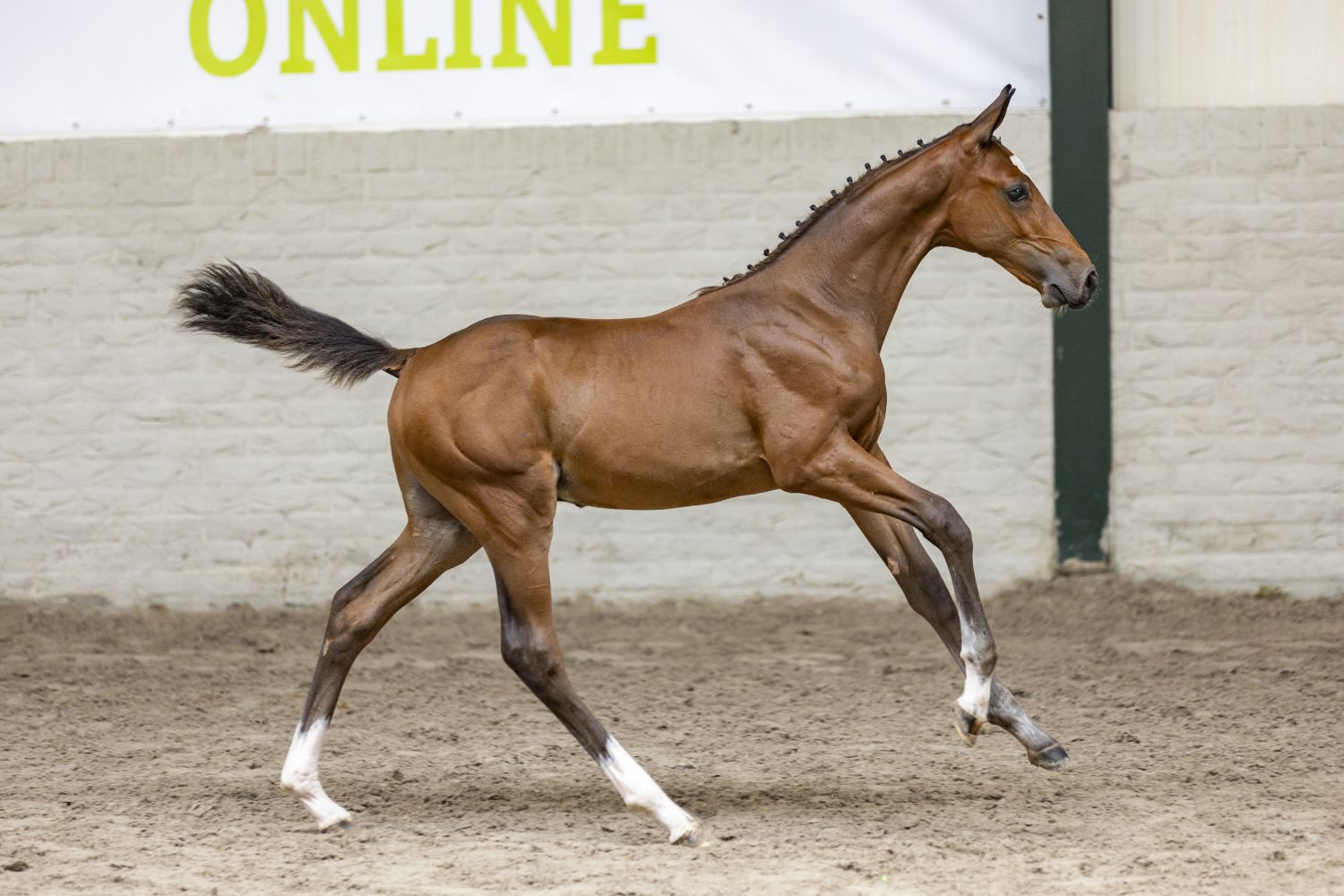 Veilingtopper paardenveilingenonline.com blijft voor 17.500 euro in Nederland