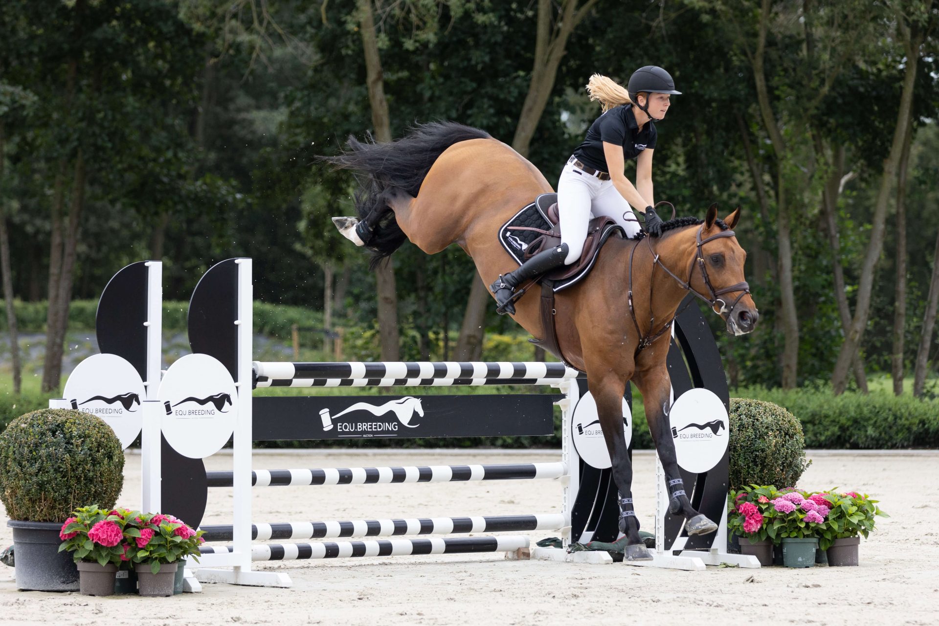 Vicky Van de Poel: "A horse like Gin Flip you 'll only find once in a lifetime..."