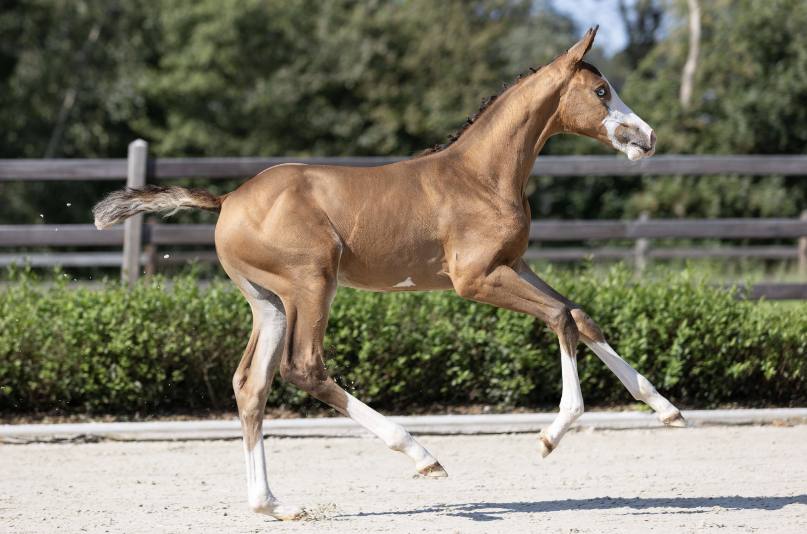 Belgisch kampioen, Ermitage Kalone drukt stempel in exclusieve veulen collectie Equestrian-Auctions.com