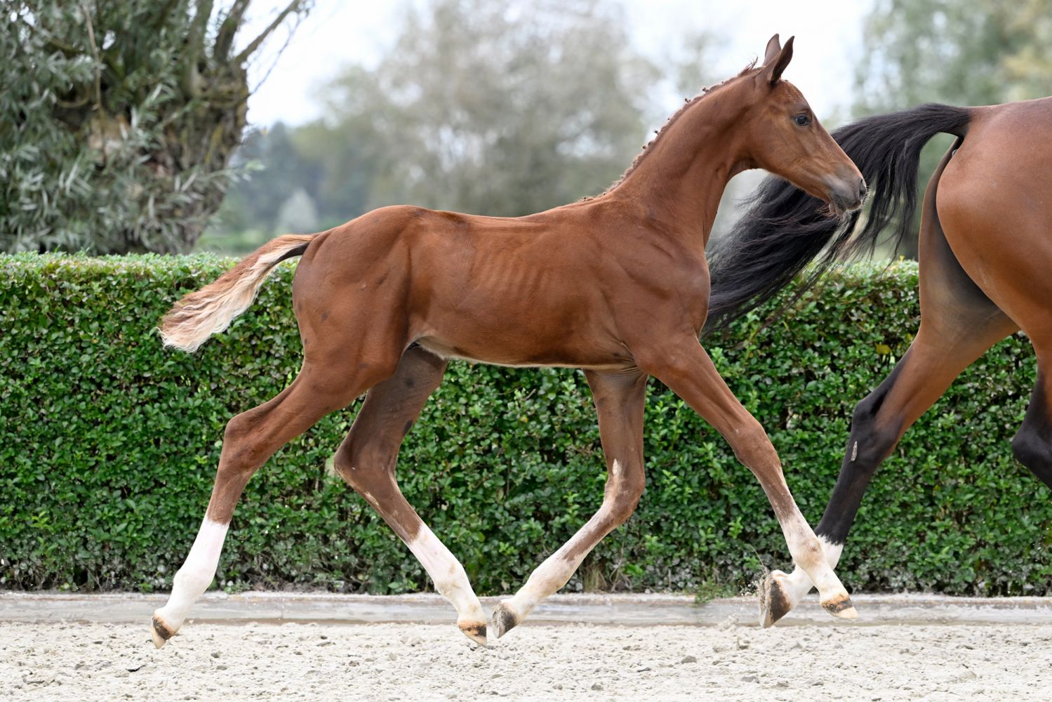 Final Call: Horse Select Auction biedt uitzonderlijke veulens en embryo's aan
